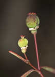 Coastal sand spurge